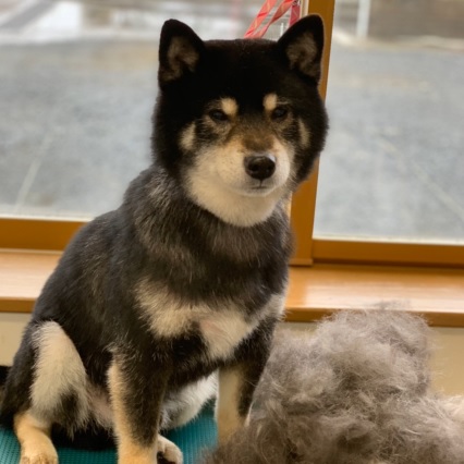 犬 の シャンプー 屋 オファー さん kai 料金